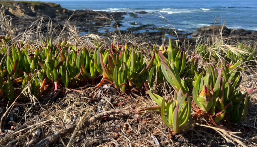 <i>KSBY via CNN Newsource</i><br/>Ice plant has taken over large sections of Cambria