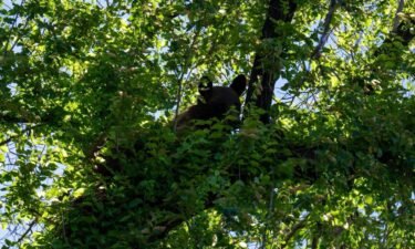 A bear was tranquilized and will be relocated to central Utah after it was discovered sitting in a tree in a neighborhood near the Utah State Capitol.