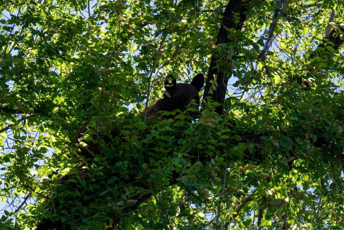 <i>SLCPD/KSTU via CNN Newsource</i><br/>A bear was tranquilized and will be relocated to central Utah after it was discovered sitting in a tree in a neighborhood near the Utah State Capitol.