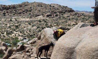 Pet owners were fined after search and rescue teams had to save their dog at Joshua Tree National Park.