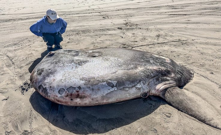 This 7.3-foot rare hoodwinker sunfish washed ashore Monday on Gearhart beach, just north of Seaside