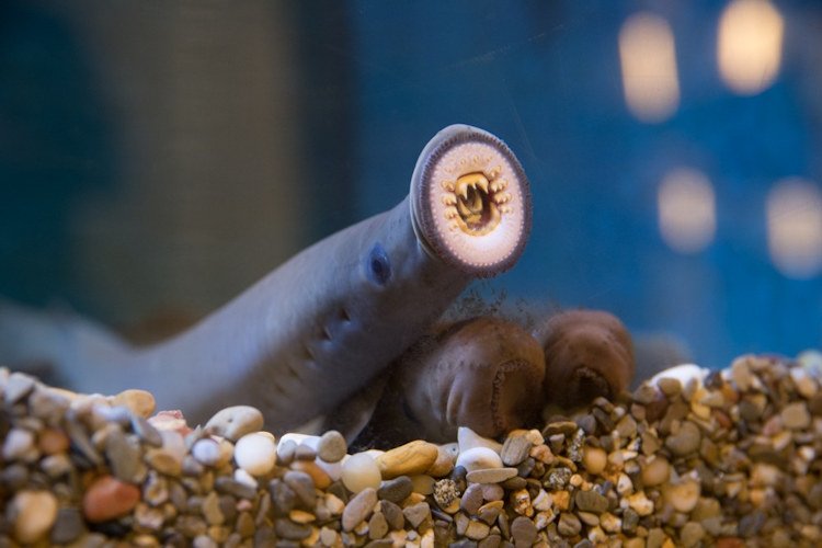 Pacific lamprey returned to the Oregon Zoo’s Great Northwest area this week.