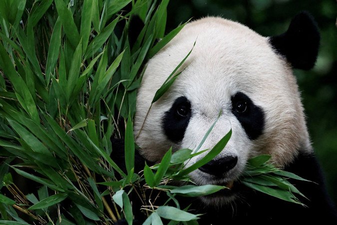 San Diego’s newest giant pandas are en route from China to California, according to Chinese state media – marking the first time Beijing has granted new panda loans to the United States in two decades.