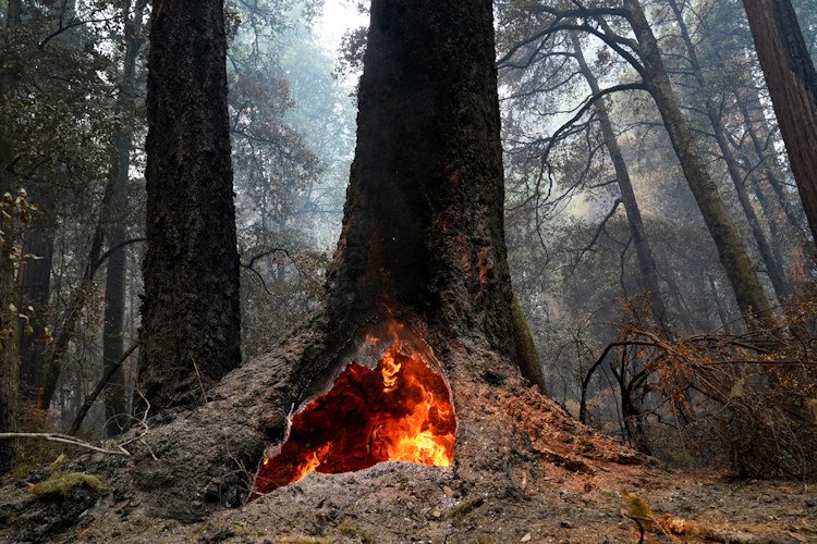 In this Aug. 24, 2020 photo, fire burns in the hollow of an old-growth redwood tree in Big Basin Redwoods State Park, Calif.  