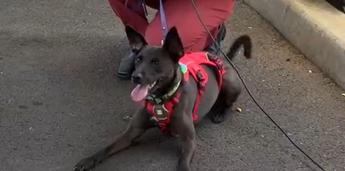 <i>KITV via CNN Newsource</i><br/>Scent detection dogs are now sniffing out pests before they hit the remote Hawaiian Islands.