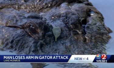 Officials with the Florida Fish and Wildlife Conservation Commission said they were called just before 2 a.m. on June 16 about a gator attack at Lake Monroe. The attack left a man amputated
