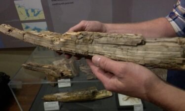 The Two Creeks Buried Forest is an ancient forest that was buried by glaciers. Scientists just discovered two pieces of wood from the site believed to be 13