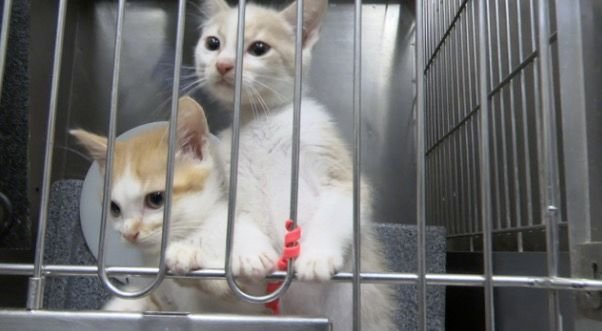 <i>KJRH via CNN Newsource</i><br/>Tulsa Animal Welfare told 2 News its shelter on Erie Avenue is bursting with new arrivals every day with room and resources running out fast