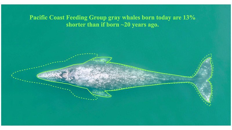 This schematic shows the difference in length between a Pacific Coast Feeding Group gray whale born in 2020 vs one born prior to the year 2000. 