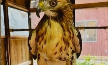 Stella the hawk is back home after disappearing from a Baltimore County nature reserve when a fallen tree destroyed her enclosure.
