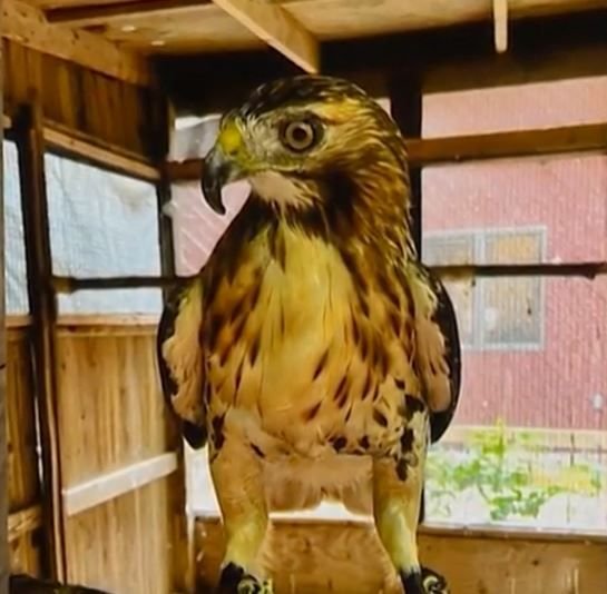 <i>Oregon Ridge Nature Center/WBAL via CNN Newsource</i><br/>Stella the hawk is back home after disappearing from a Baltimore County nature reserve when a fallen tree destroyed her enclosure.