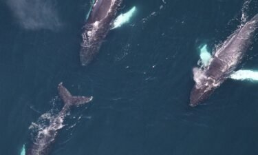 The National Oceanic and Atmospheric Administration Fisheries division said researchers reported 161 whale sightings in total on the May 25 flight south of Martha's Vineyard and southeast of Nantucket.