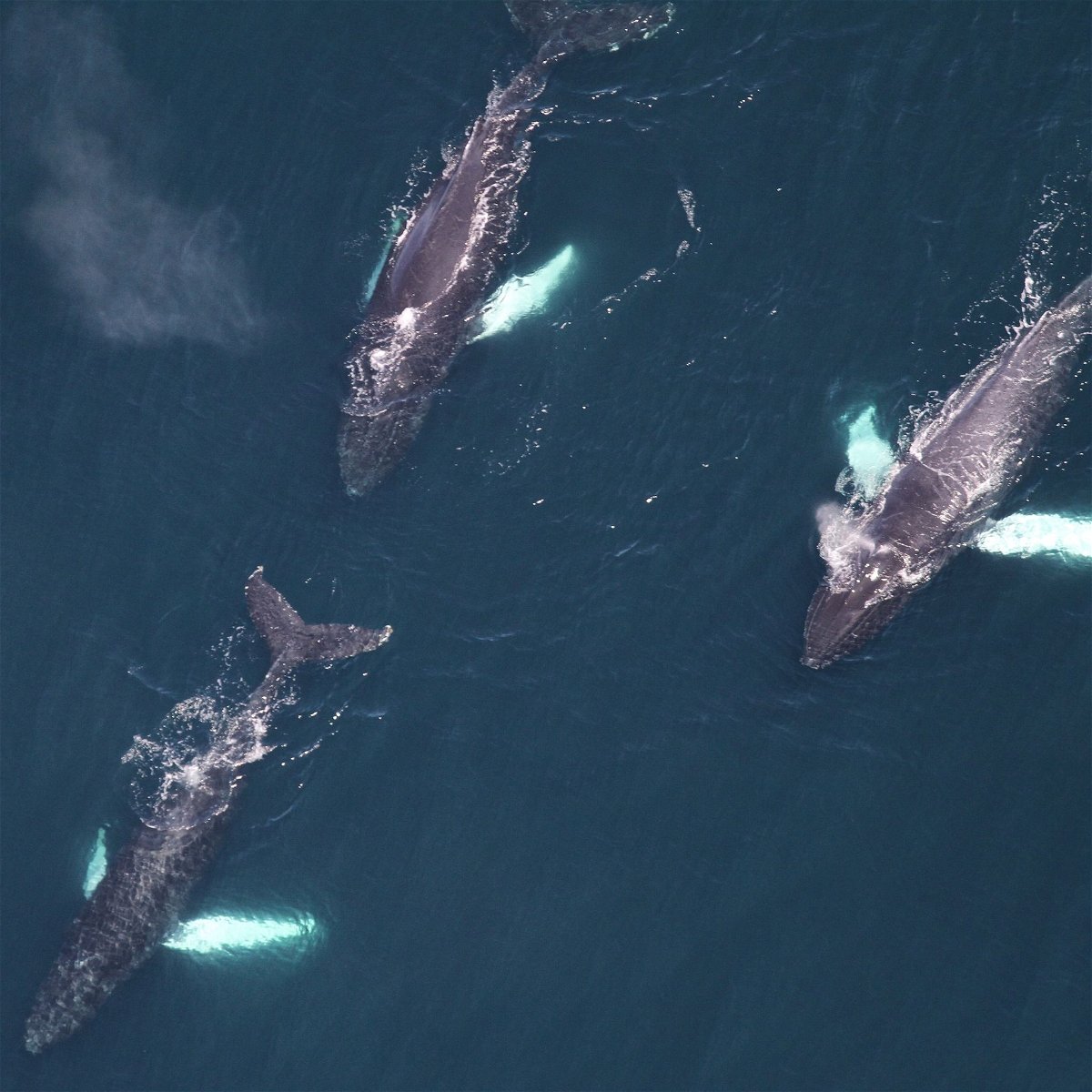 <i>NOAA FISHERIES/WBZ via CNN Newsource</i><br/>The National Oceanic and Atmospheric Administration Fisheries division said researchers reported 161 whale sightings in total on the May 25 flight south of Martha's Vineyard and southeast of Nantucket.