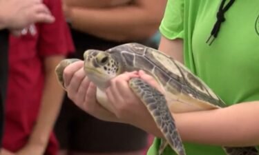 Brevard Zoo's Sea Turtle Healing Center is marking 10 years of helping marine wildlife.