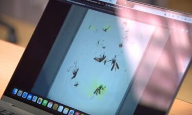 Researchers with the University of South Florida are using artificial intelligence to advance mosquito surveillance and help combat malaria in Africa.