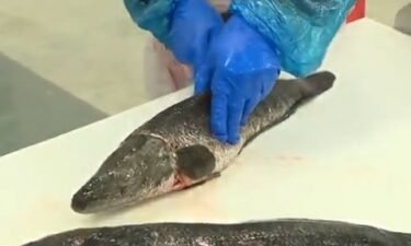 The snakehead fish is an invasive species that came into Maryland in the early 2000s.