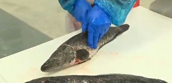 <i>WJZ via CNN Newsource</i><br/>The snakehead fish is an invasive species that came into Maryland in the early 2000s.