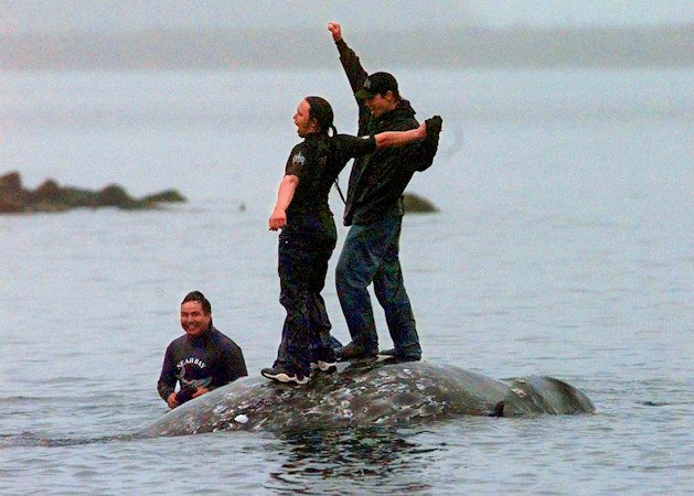 Two Makah Indian whalers stand atop the carcass of a dead gray whale moments after helping tow it close to shore in the harbor at Neah Bay, Wash., May 17, 1999. Earlier in the day, Makah Indians hunted and killed the whale in their first successful hunt since voluntarily quitting whaling over 70 years earlier. 
