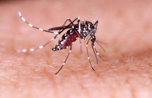 Dengue is spread mainly via the Aedes aegypti mosquito
