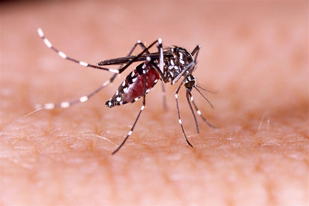 <i>Shutterstock/AP via CNN Newsource</i><br/>Dengue is spread mainly via the Aedes aegypti mosquito