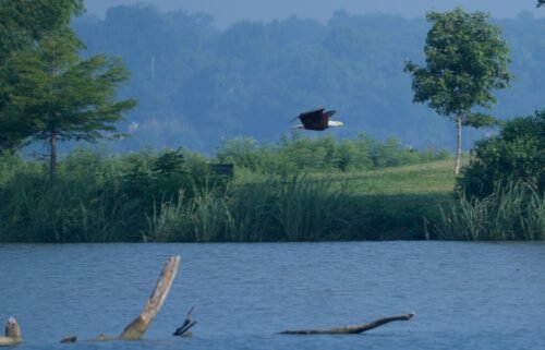 The White Rock Lake bald eagles 'Nick' and 'Nora' search for their two eaglet offspring.