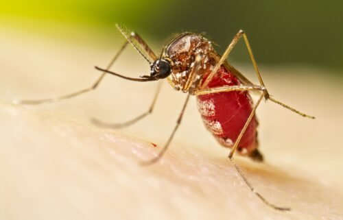 Dengue is a virus that is spread mainly through the Aedes aegypti mosquito.