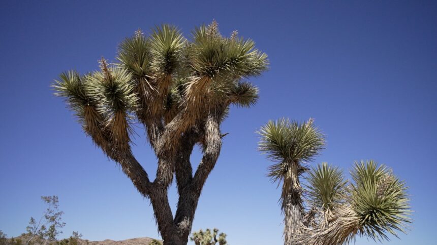 ‘Seeds are life’: How a seed bank in the Mojave Desert is preserving an ...