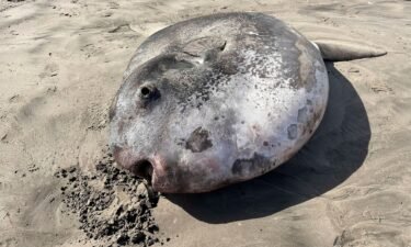 This image shows a hoodwinker sunfish that washed ashore on June 3