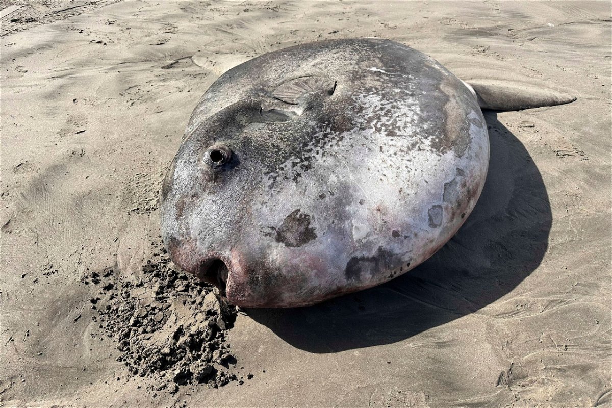 <i>Tiffany Boothe/Seaside Aquarium/AP via CNN Newsource</i><br/>This image shows a hoodwinker sunfish that washed ashore on June 3