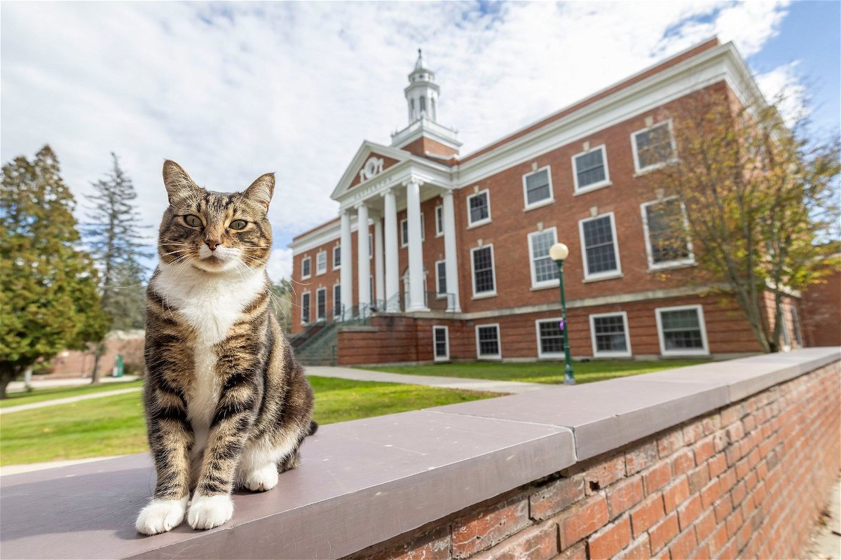 <i>Rob Franklin/Vermont State University via CNN Newsource</i><br/>Max the cat stands in front of Woodruff Hall at Vermont State University's Castleton Campus. He's now a Doctor of 