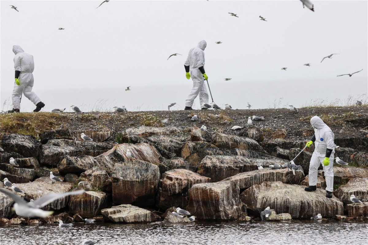 <i>Oyvind Zahl Arntzen/NTB/AFP/Getty Images via CNN Newsource</i><br/>Dead birds are collected in July 2023 along the coast in the Vadso municipality of Finnmark in Norway following a major outbreak of bird flu.