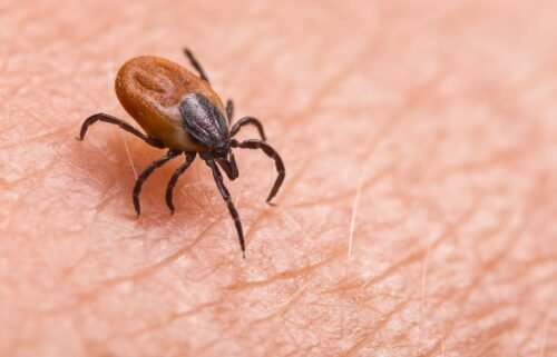 Insects can be carriers of diseases like Lyme and West Nile virus.