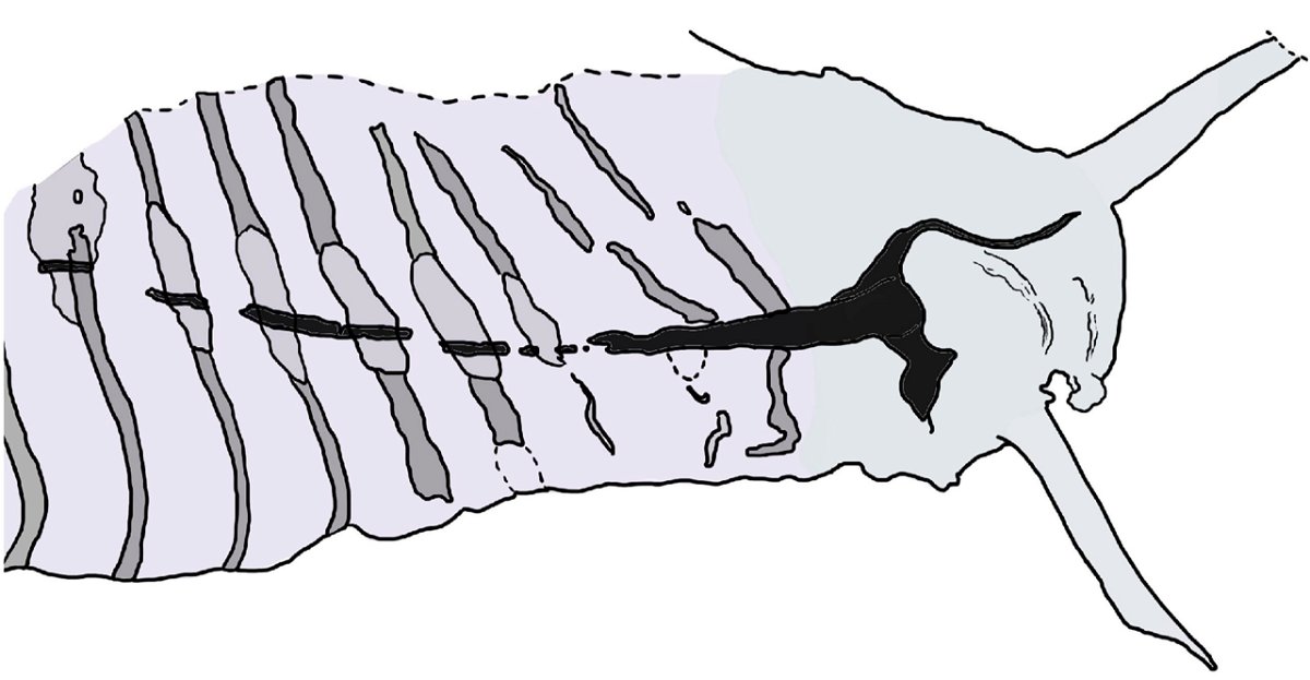 <i>Giovanni Mussini via CNN Newsource</i><br/>An interpretative drawing of the head of Pikaia gracilens from a fossil specimen at the Smithsonian National Museum of Natural History highlights a thickened part of the dorsal nerve cord. Discovering other Cambrian fossilized nervous systems helped scientists take a fresh look at how Pikaia was organized.