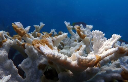 Bleached coral at Sombrero Reef is pictured near the Florida Keys in 2023.