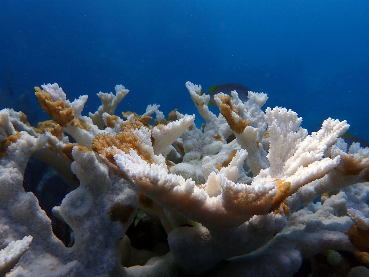 <i>Courtesy Coral Restoration Foundation via CNN Newsource</i><br/>Bleached coral at Sombrero Reef is pictured near the Florida Keys in 2023.