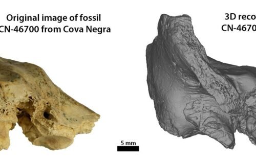 Study of the fossil revealed abnormalities in the ear bone.