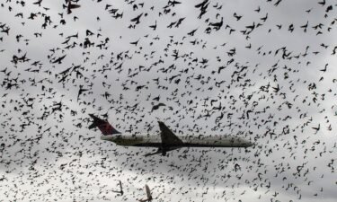A flock of birds flies near a plane as it lands at Reagan National Airport in Washington
