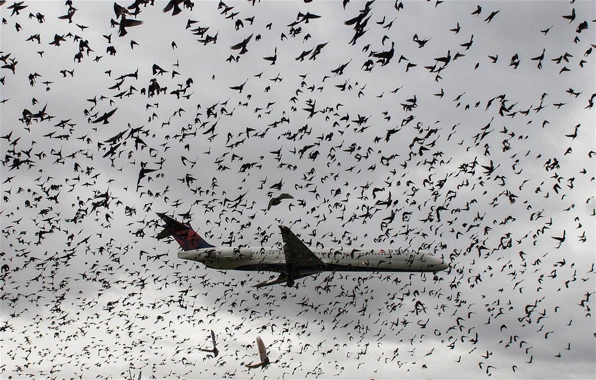 <i>Andrew Caballero-Reynolds/AFP/Getty Images/FILE via CNN Newsource</i><br/>A flock of birds flies near a plane as it lands at Reagan National Airport in Washington