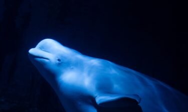 The two beluga whales made it safely to their new home in Valencia