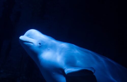 The two beluga whales made it safely to their new home in Valencia