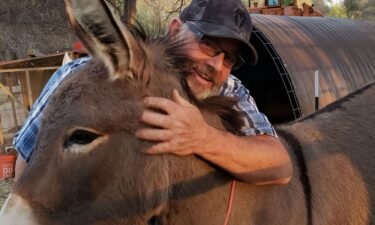 Dave Drewry's pet donkey
