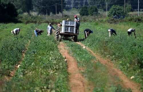 Migrants labourers work in the fields in the village of Bella Farnia near the coastal city of Sabaudia