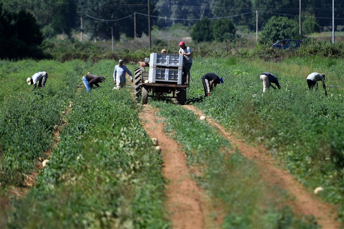 <i>Filippo Monteforte/AFP/Getty Images via CNN Newsource</i><br/>Migrants labourers work in the fields in the village of Bella Farnia near the coastal city of Sabaudia
