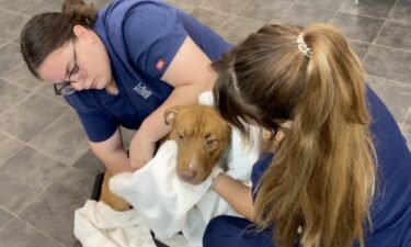 The Humane Society of Tampa Bay assured its closure would only last 2 weeks.