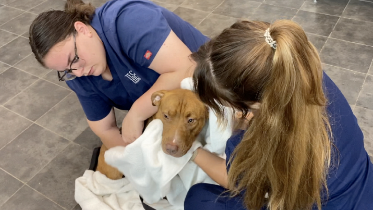 <i>Wendi Lane/WFTS via CNN Newsource</i><br/>The Humane Society of Tampa Bay assured its closure would only last 2 weeks.
