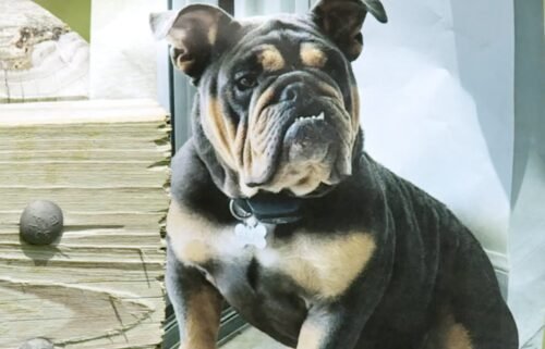 Ralph was last seen at Big Max & Friends Pet Sitting on May 1.