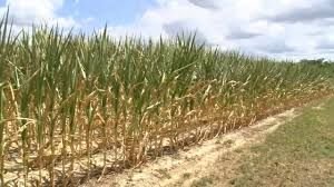 <i>WTVD via CNN Newsource</i><br/>During a visit to his feed corn fields on Sunday