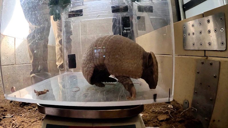  Bugsy the armadillo pup, born to parents Max and Toby, had his first vet check last week.