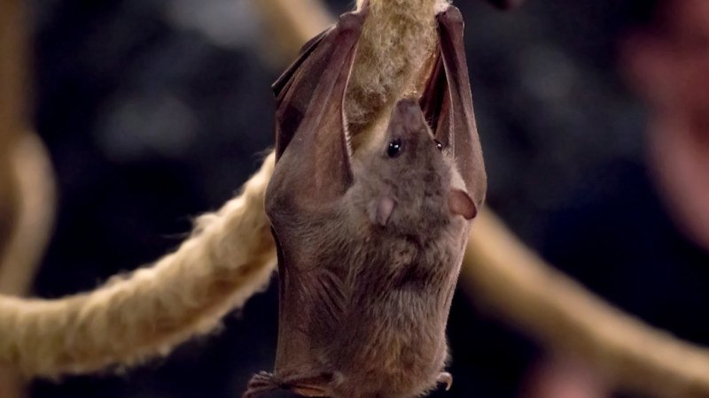 Bats play a valuable role in our ecosystem, officials say - and not all carry rabies, but precautions are warranted.