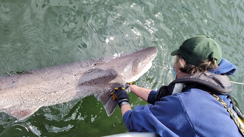 Lisa Hillier of the Washington Department of Fish and Wildllife with a broadnose sevengill shark.